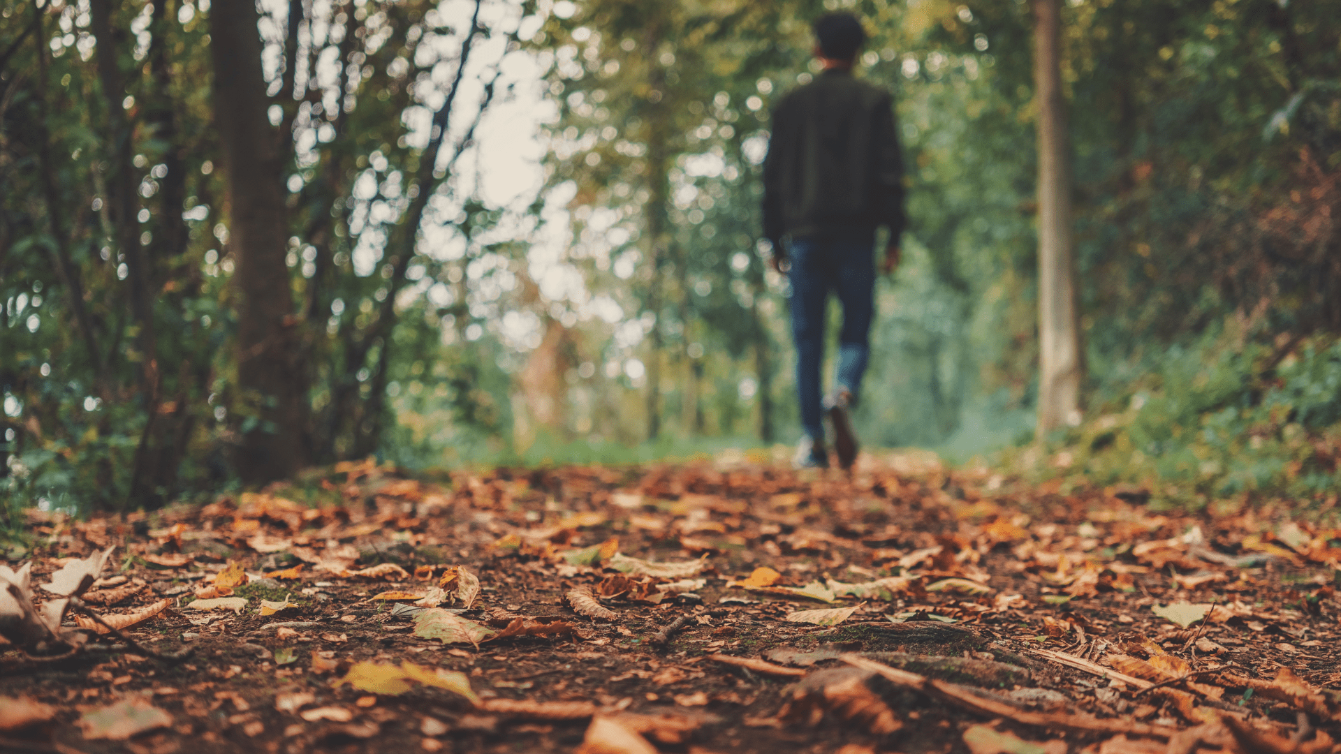 fallen leaves