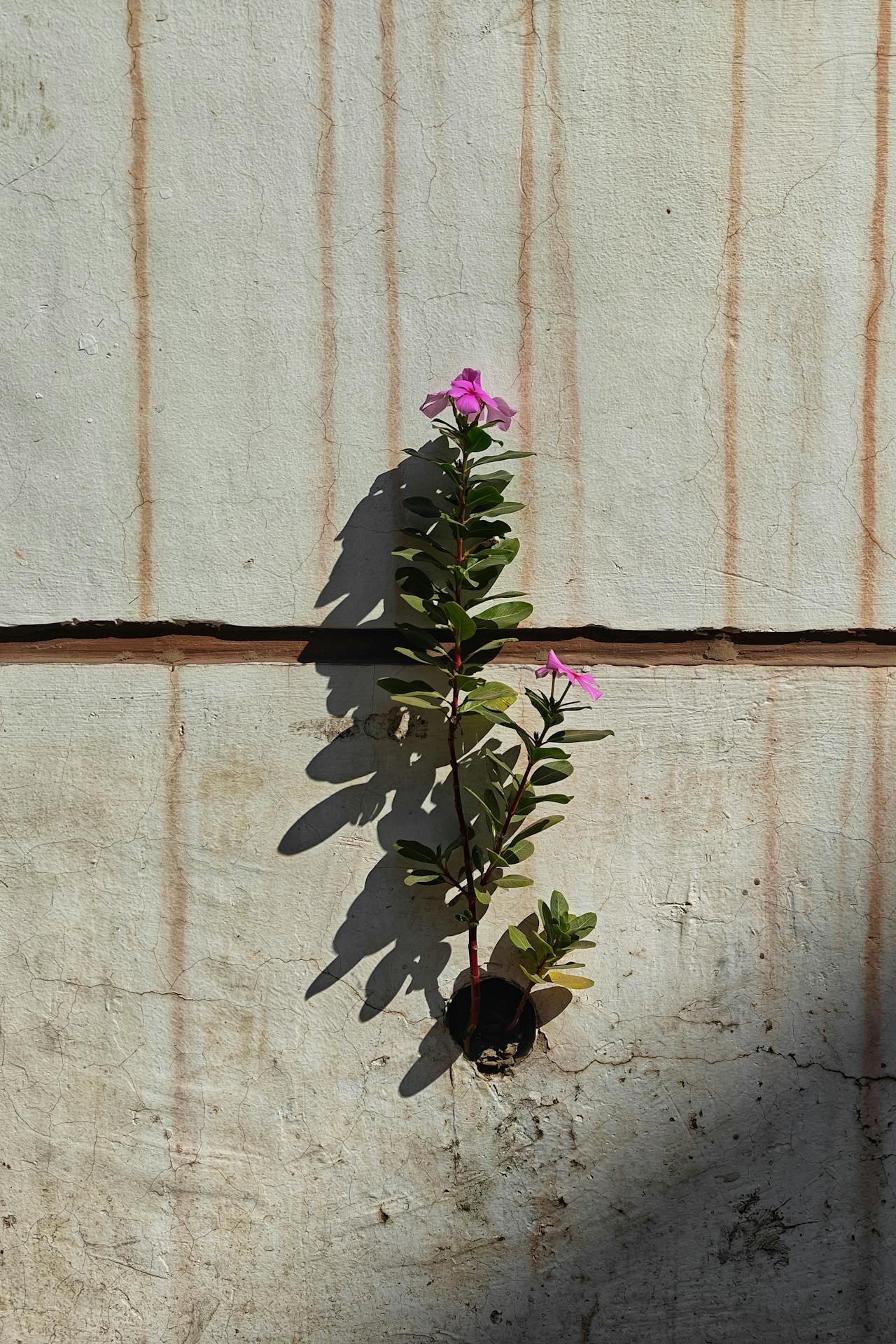 Plant growing from concrete wall — Andes Institute